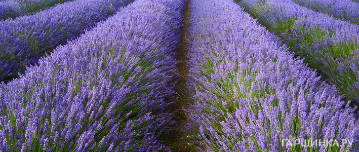 Лаванда: посадка и уход в открытом грунте