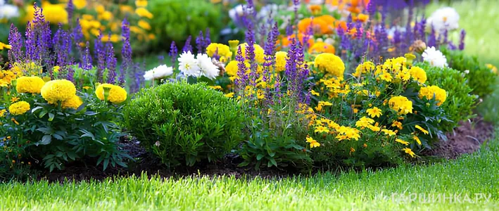 Как оформить дорожки и цветники: растения для низкорослых бордюров