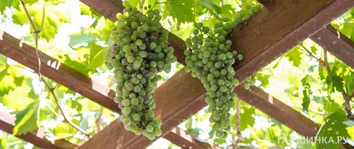 Плодовые у беседки: что посадить, чтобы было красиво, удобно и с урожаем