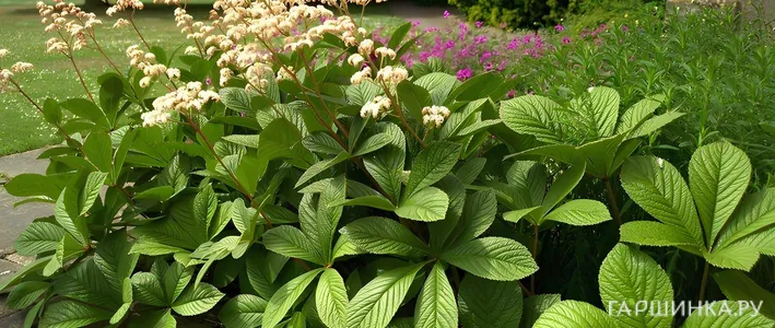 Роджерсия в саду: посадка, уход, сорта и особенности выращивания