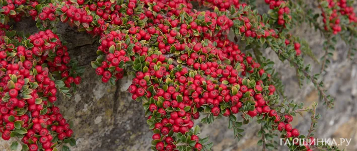Кизильник в саду: виды, посадка, уход и применение в ландшафте