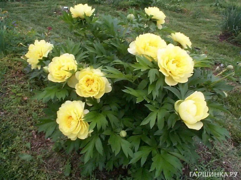 Пион Бартзелла (ИТО)