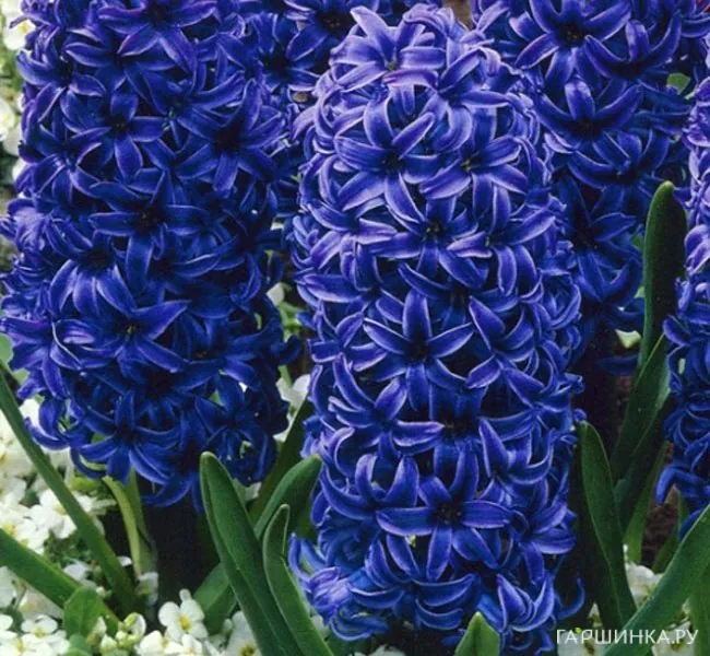 Гиацинт Мари 3шт
