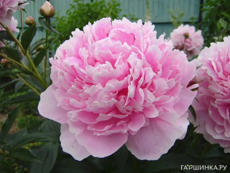 Пион Сара Бернар