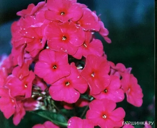 Флокс Пламя