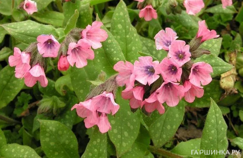 Медуница Дора Билефелд