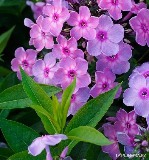 Флокс метельчатый Рейнбоу Дансер