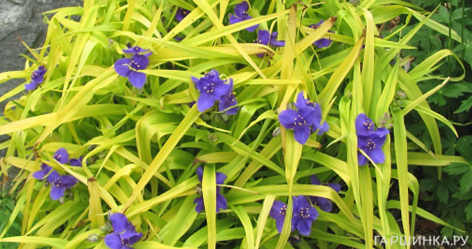 Традесканция Свит Кейт