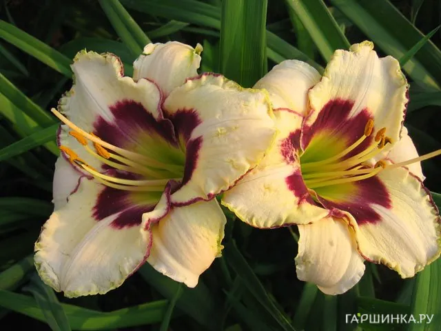 Лилейник Канадиан Бордер Патрол