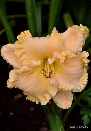 Лилейник Энчентед Форест