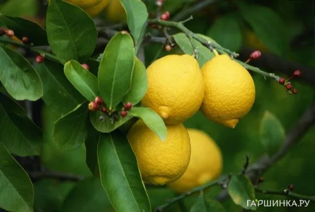 Лимон Павловский