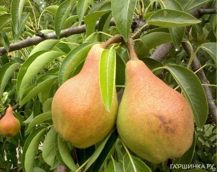 Груша Тонковетка Уральская
