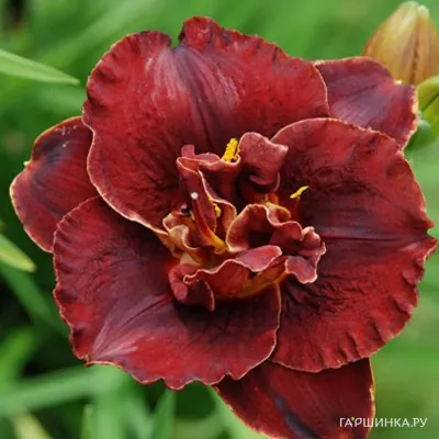 Лилейник Бургунди Лав