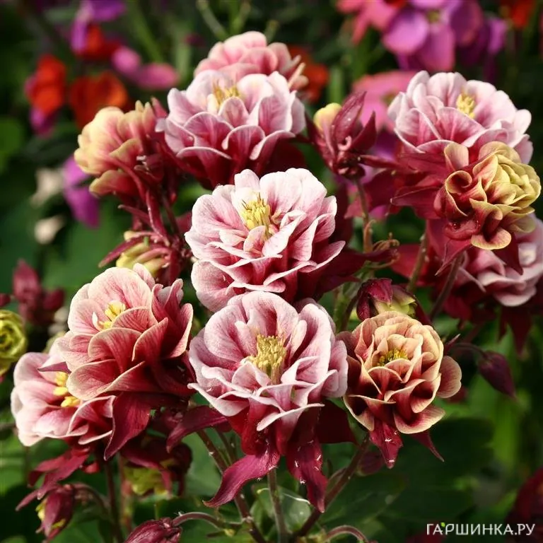 Аквилегия Винки Ред Вайт