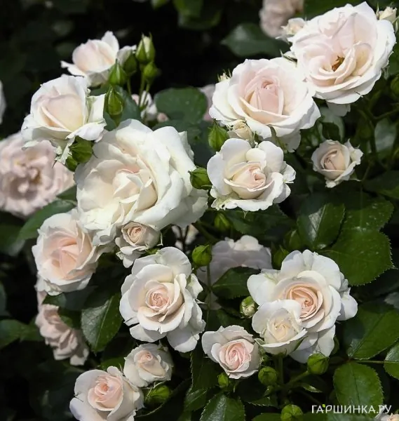 Роза Аспирин Тантау (лиц)