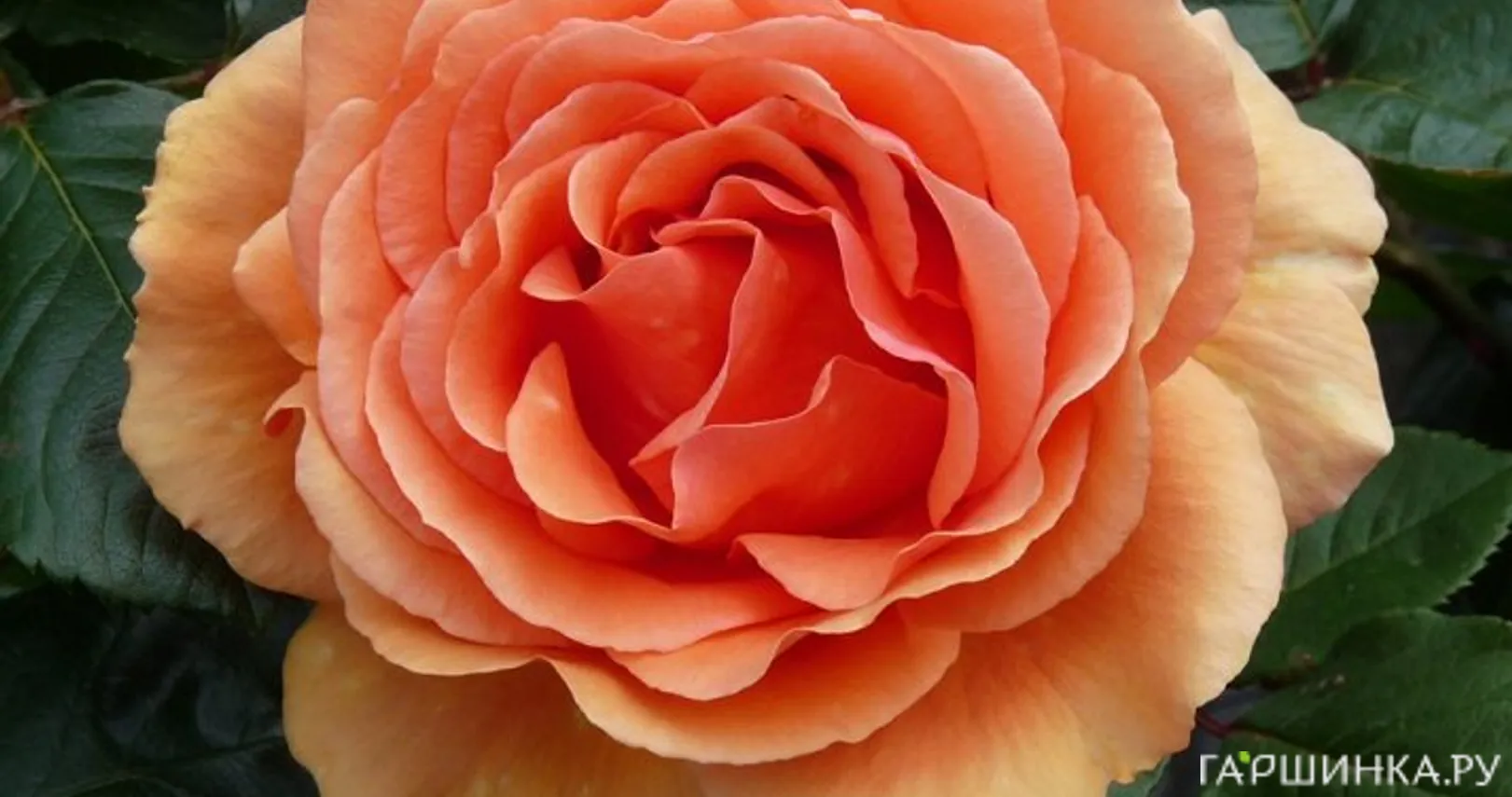 Роза Ашрам чайно-гибридная, Топалович (лиц)