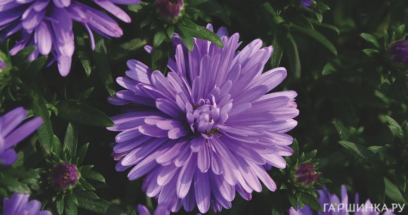 Астра новобельгийская Генри Пурпл