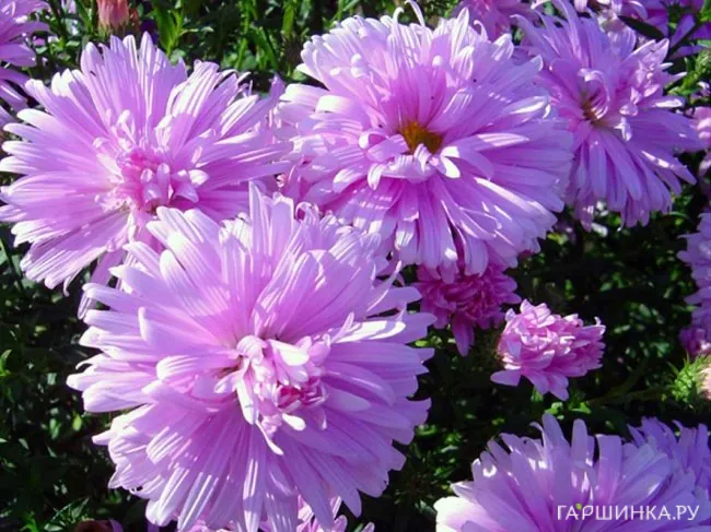 Астра новобельгийская Феллоушип