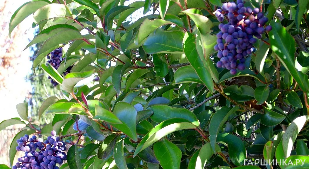 Бирючина блестящая