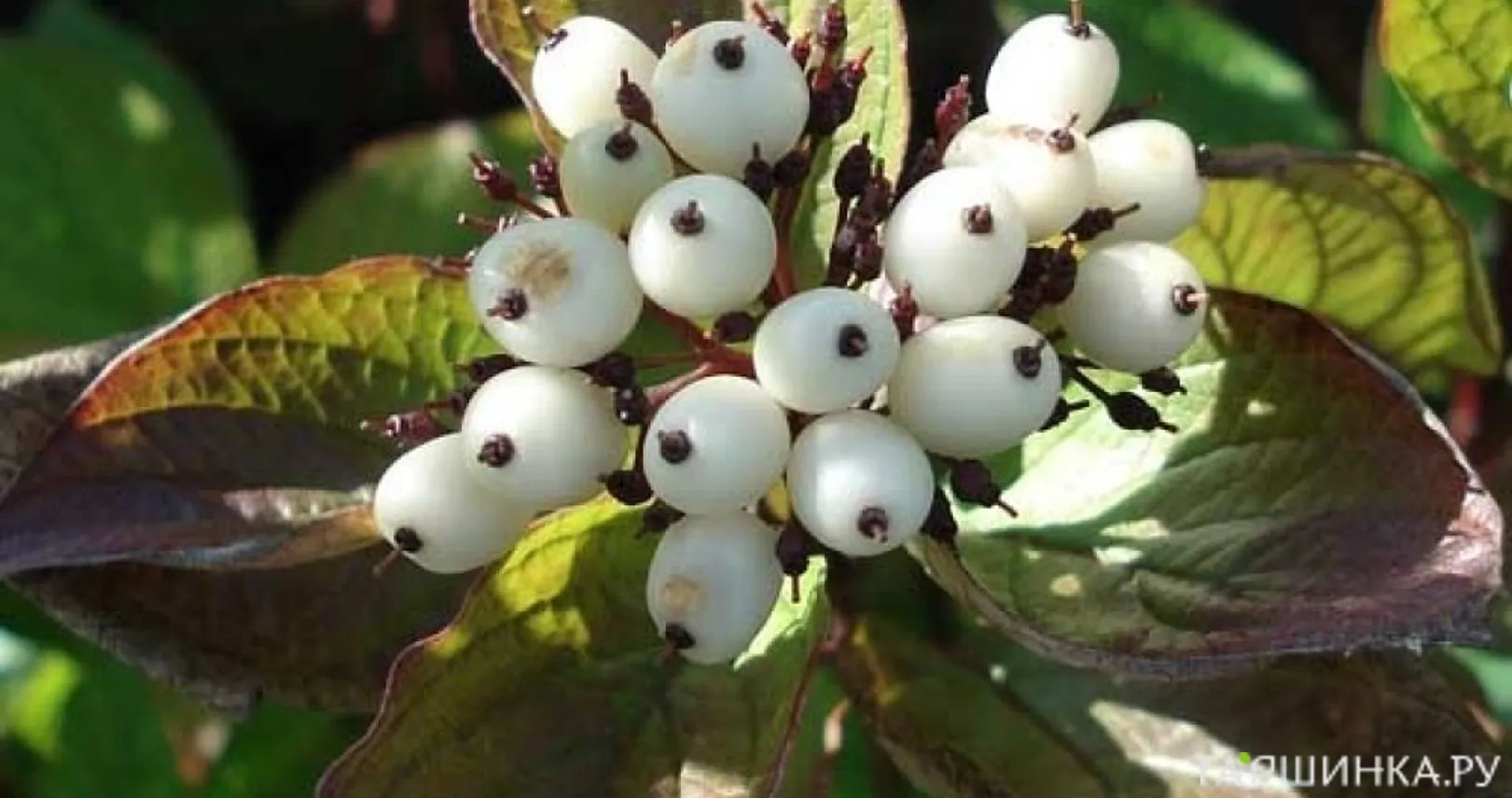 Дерен Кессельринги белый