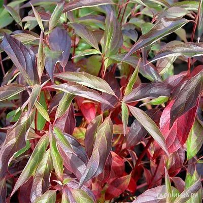 Дерен Ред Гном белый