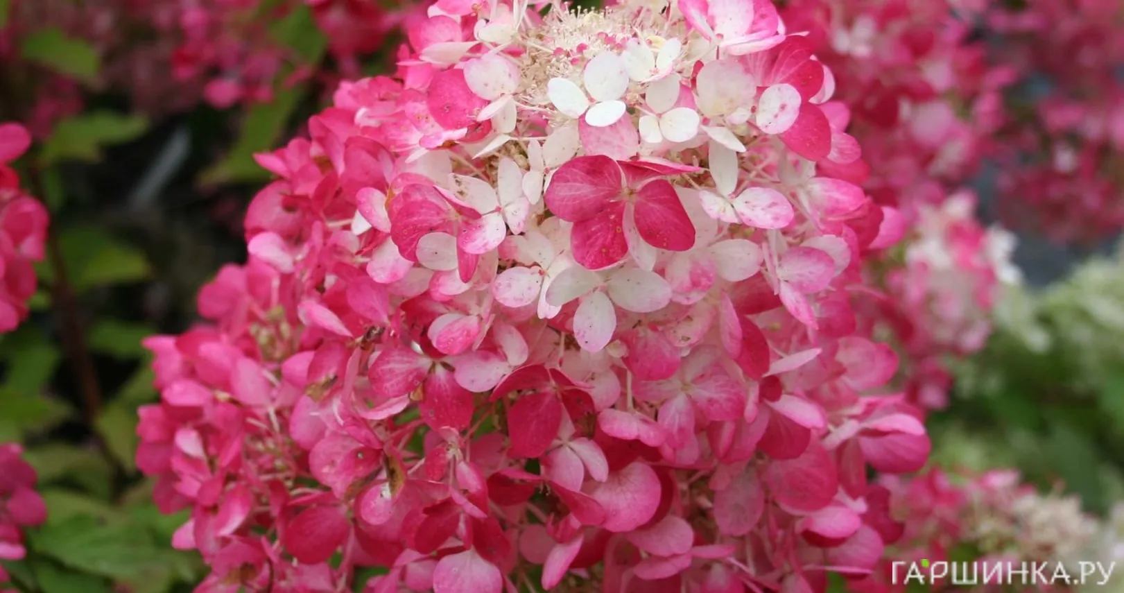 Гортензия Даймонд Руж (Алмазно-Красный) метельчатая