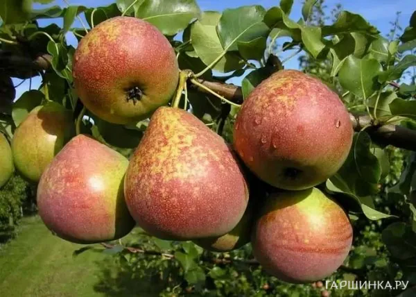 Груша Мраморная