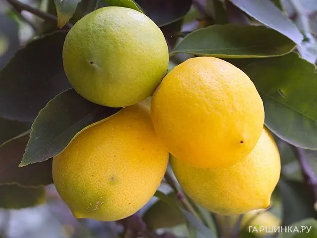 Лимон Новогрузинский