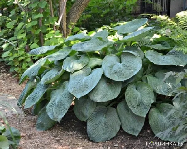 Хоста Элеганс (L)