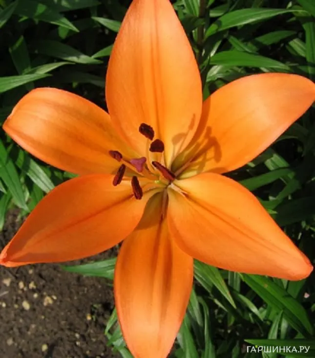 Лилия Флемингтон азиатская/2шт