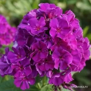 Флокс метельчатый Роберта