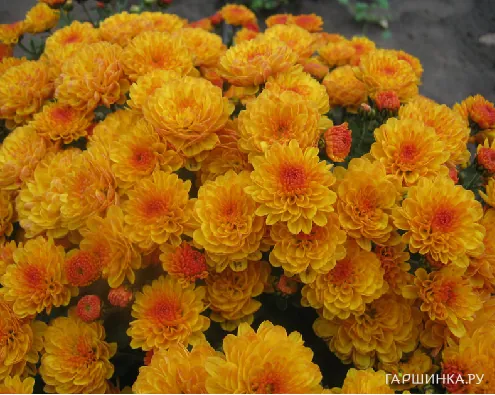 Хризантема мультифлора Джиджи Голд
