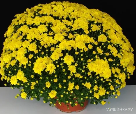 Хризантема мультифлора Бранроял Йелоу
