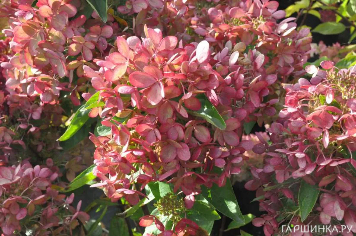 Гортензия Пастель Грин (Пастельно-зеленый) метельчатая