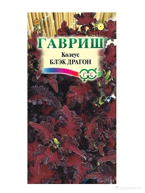 Колеус Блэк Драгон, 5шт