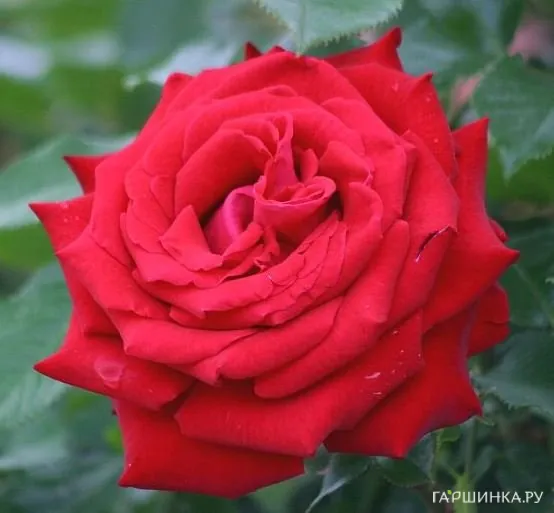 Роза Гельмут Коль Роуз чайно-гибридная, Тантау (лиц)