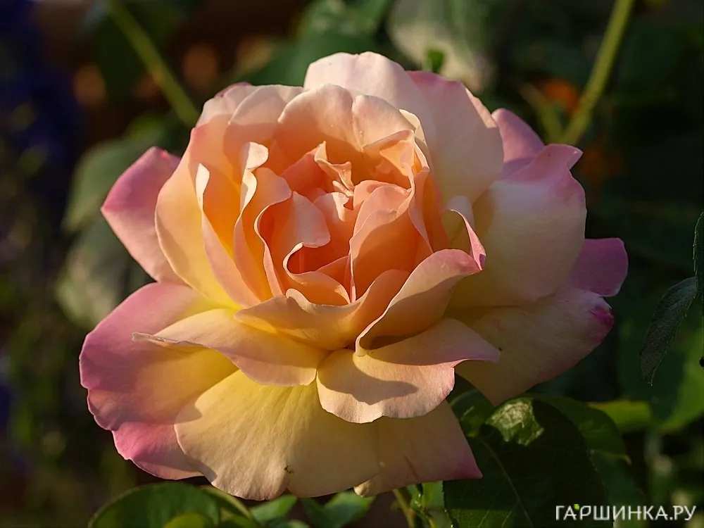 Роза  Глория Дей на штамбе  90см