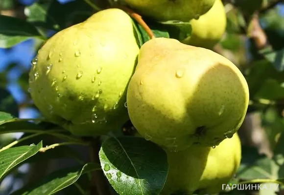 Груша Москвичка