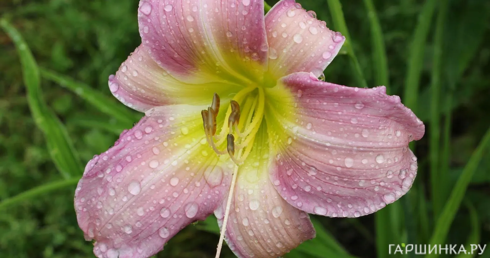 Лилейник Катерина Вудбери