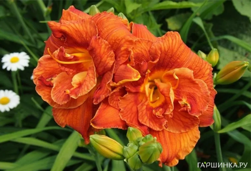 Лилейник Даблишес