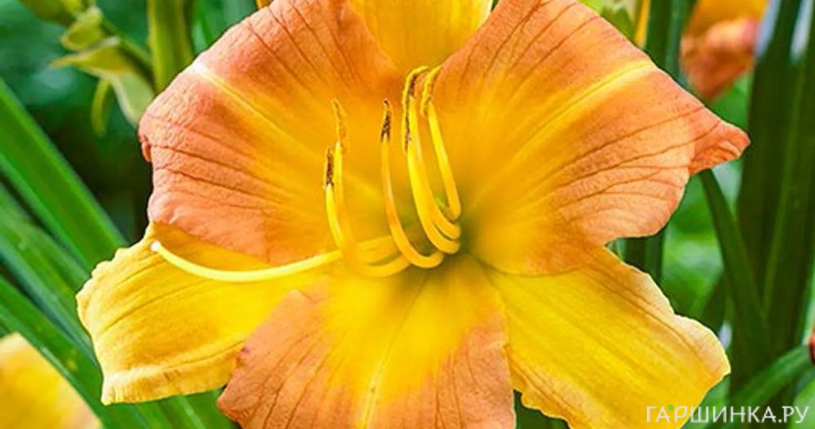 Лилейник Эври Дэйлили Панч Еллоу