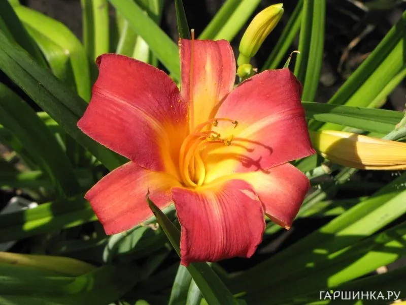 Лилейник Черри Чикс