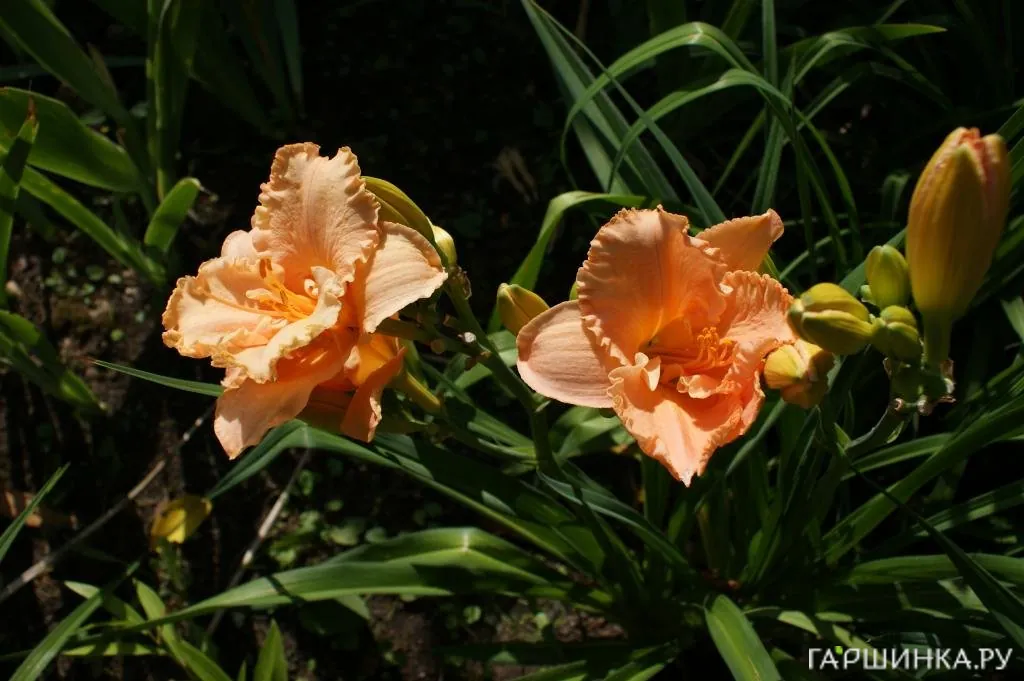 Лилейник Элизабет Солтер