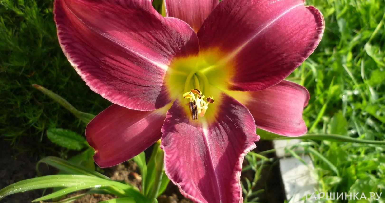 Лилейник Лавандер Дил