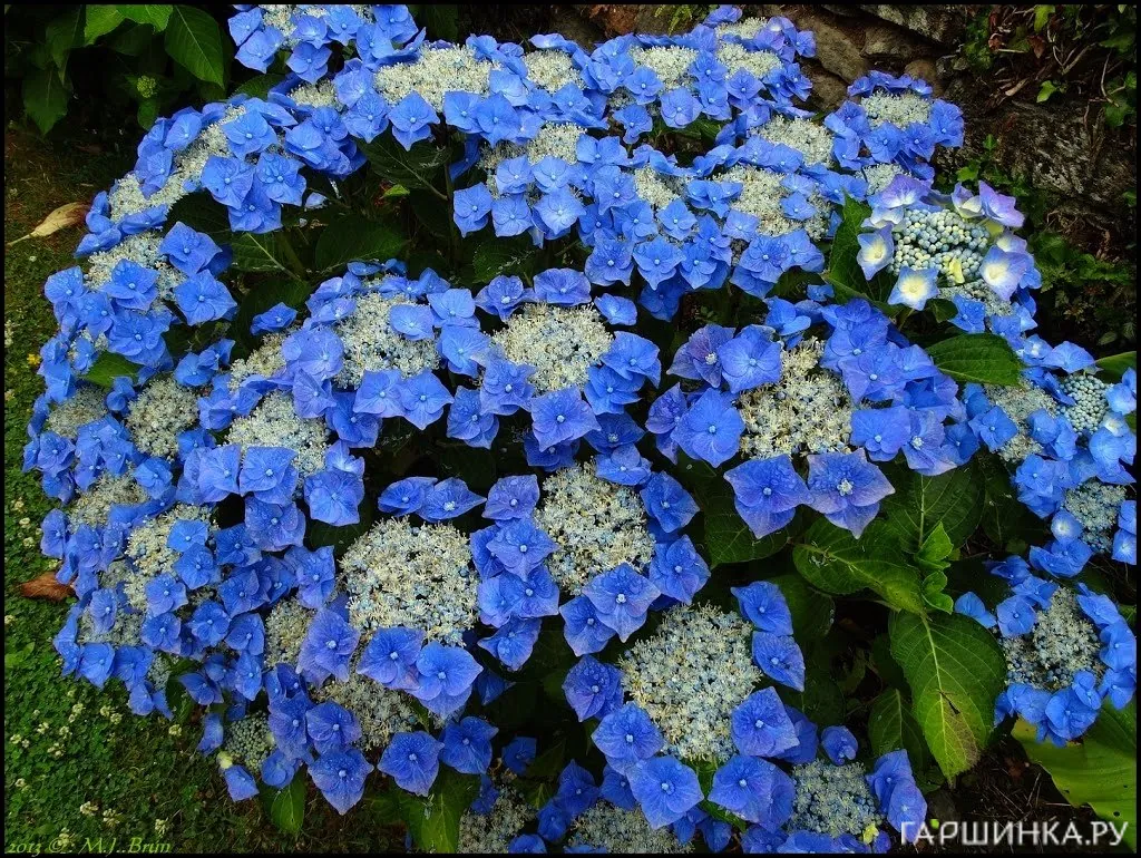 Гортензия Блаумайзе крупнолистная (макрофила)