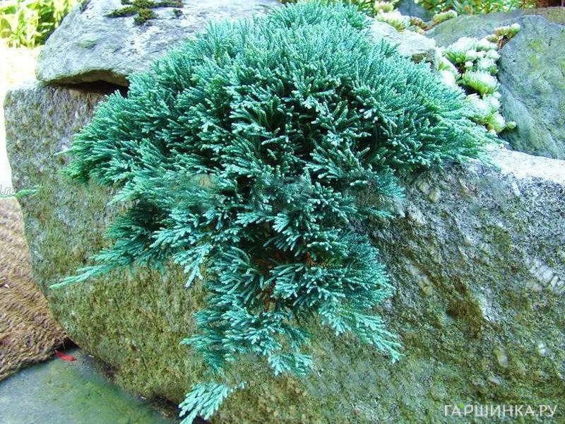 Можжевельник горизонтальный Айс Блю