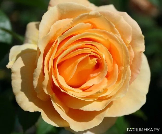 Роза Кэндллайт чайно-гибридная, Тантау (лиц)