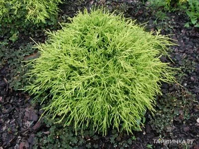 Кипарисовик Санголд горохоплодный