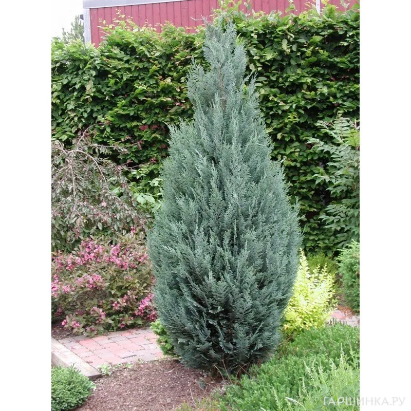 Кипарисовик Лавсона Колумнарис