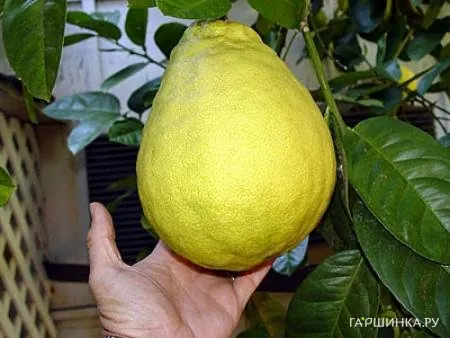 Лимон Пандероза